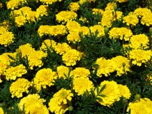 floresça, amarele, natureza, mola, flores, campo, planta, verão, verde, flora, prado, jardim, dente-de-leão, bonito, flor, beleza Fotos de Stock floresça, amarele, natureza, mola, flores, campo, planta, verão, verde, flora, prado, jardim, dente-de-leão, bonito, flor, beleza Fotos de Stock