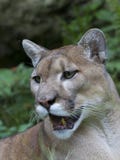 Florida panther - puma concolor stock images Florida panther - puma concolor stock images