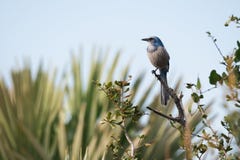 Florida Scrub Jay Perched Along Road royalty free stock image Florida Scrub Jay Perched Along Road royalty free stock image