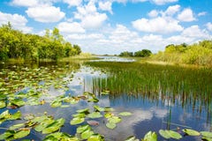 Florida-Sumpfgebiet, Airboatfahrt am Everglades-Nationalpark in USA lizenzfreies stockfoto Florida-Sumpfgebiet, Airboatfahrt am Everglades-Nationalpark in USA lizenzfreies stockfoto