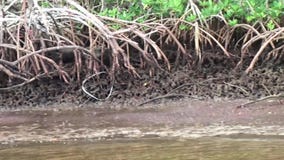 Florida, Sumpfgebiete, segelnd durch die Mangroven und visieren einen Waschbären auf dem Ufer an, das uns nah beobachtet und uns stock video footage Florida, Sumpfgebiete, segelnd durch die Mangroven und visieren einen Waschbären auf dem Ufer an, das uns nah beobachtet und uns stock video footage