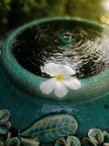 Flottement blanc de fleur de Plumeria images libres de droits Flottement blanc de fleur de Plumeria images libres de droits