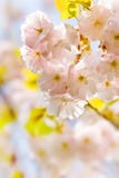 Flower Royalty Free Stock Image Flower Royalty Free Stock Image