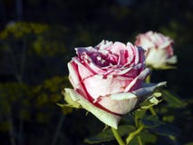 Rose flower on the meadow stock photos Rose flower on the meadow stock photos