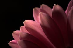 Flower Flower