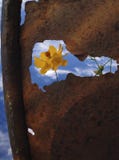 Flower And Rusty Garbage Can Royalty Free Stock Images Flower And Rusty Garbage Can Royalty Free Stock Images