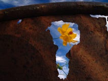 Flower And Rusty Garbage Can Stock Images Flower And Rusty Garbage Can Stock Images