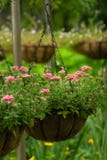 Flower Basket Stock Photo Flower Basket Stock Photo