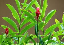 Flower, beautiful red flower and plants in Costa Ricansummer royalty free stock image Flower, beautiful red flower and plants in Costa Ricansummer royalty free stock image