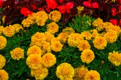 Flower bed with marigold flowers in the sity park royalty free stock photos Flower bed with marigold flowers in the sity park royalty free stock photos