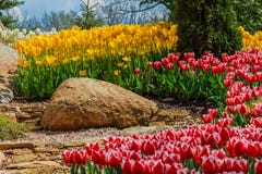Flower bed with red , yellow and white tulips. In the park Royalty Free Stock Photos Flower bed with red , yellow and white tulips. In the park Royalty Free Stock Photos