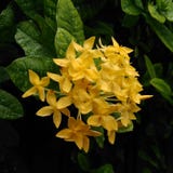 Flower blooming stock photography Flower blooming stock photography