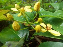 This flower blooms in srilanka yellow flowers royalty free stock photo This flower blooms in srilanka yellow flowers royalty free stock photo