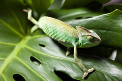 Flower on chameleon, bright vivid exotic climate stock photos Flower on chameleon, bright vivid exotic climate stock photos