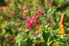 View of The flower close-up blurred leaf background, site royalty free stock image View of The flower close-up blurred leaf background, site royalty free stock image