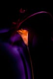 Flower on a dark background royalty free stock images Flower on a dark background royalty free stock images