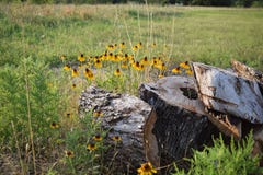 Flower, Ecosystem, Wildflower, Vegetation Royalty Free Stock Images Flower, Ecosystem, Wildflower, Vegetation Royalty Free Stock Images