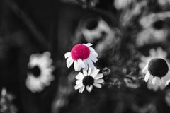 A living flower surrounded by the past royalty free stock image A living flower surrounded by the past royalty free stock image
