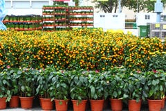 Flower Fair Flower Fair