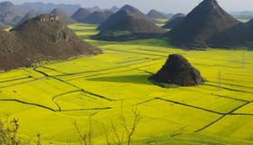Flower Field Of Luoping Stock Image Flower Field Of Luoping Stock Image