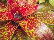 Flower flora red green nature plant leaf in the forest and garden. Flower flora red green nature plant leaf forest Flower flora red green nature plant leaf Royalty Free Stock Photography Flower flora red green nature plant leaf in the forest and garden. Flower flora red green nature plant leaf forest Flower flora red green nature plant leaf Royalty Free Stock Photography