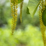 Flower flowering against background of flowers and green trees. stock image Flower flowering against background of flowers and green trees. stock image