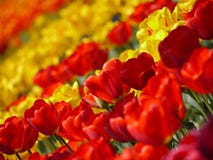 Flower, Flowering Plant, Yellow, Tulip Stock Images Flower, Flowering Plant, Yellow, Tulip Stock Images