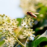 Flower fly volucella inanis on blossoms of ivy stock photography Flower fly volucella inanis on blossoms of ivy stock photography