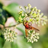 Flower fly volucella inanis on blossoms of ivy stock photography Flower fly volucella inanis on blossoms of ivy stock photography