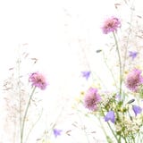 Flower Frame - Spring Or Summer Background Stock Images