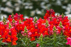 Flower Garden Royalty Free Stock Photography Flower Garden Royalty Free Stock Photography