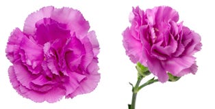Flower Head Of Carnation Stock Photography Flower Head Of Carnation Stock Photography
