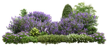 Cut out landscape design. Lilacs and flower bed