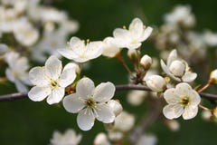 Free Flower In Blossom Royalty Free Stock Photography - 1766377