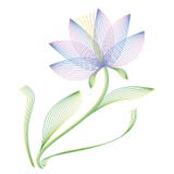 Flower Lily Royalty Free Stock Photos