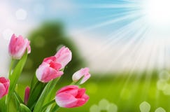 Flower and nature spring bokeh background