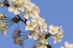 Flower Of Cherry Stock Photography
