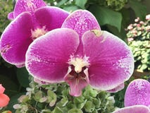 Flower of orchid made in Singapore garden stock photography Flower of orchid made in Singapore garden stock photography