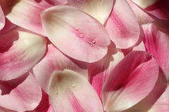 Flower Petal Background Stock Photography Flower Petal Background Stock Photography