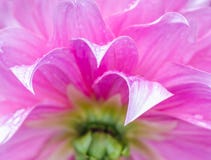 Flower petal. stock images Flower petal. stock images