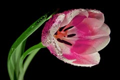 Flower, Pink, Flowering Plant, Plant Royalty Free Stock Image Flower, Pink, Flowering Plant, Plant Royalty Free Stock Image
