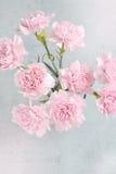Flower, Pink, Flowering Plant, Rose Family Royalty Free Stock Photo Flower, Pink, Flowering Plant, Rose Family Royalty Free Stock Photo