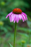 Flower with pink petals stock photography Flower with pink petals stock photography