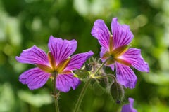 Flower, Plant, Flora, Purple Stock Images Flower, Plant, Flora, Purple Stock Images