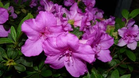 Flower, Plant, Woody Plant, Flowering Plant royalty free stock images Flower, Plant, Woody Plant, Flowering Plant royalty free stock images