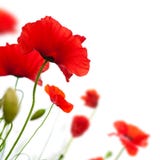 Flower, Poppy Isolated On White Background Stock Images Flower, Poppy Isolated On White Background Stock Images
