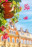 Flower in a pot on the background of the house, a beautiful card stock image Flower in a pot on the background of the house, a beautiful card stock image