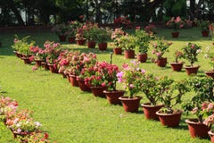 Flower pot in the garden royalty free stock photo Flower pot in the garden royalty free stock photo
