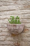 Flower Pot With Plant On Antique Brick Wall Stock Image