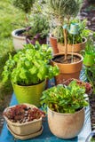 Flower pots royalty free stock images Flower pots royalty free stock images